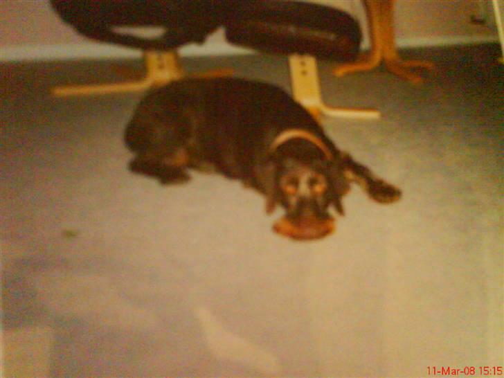 Ruhåret hønsehund mikki *DØD* - mikki slapper lige af billede 5