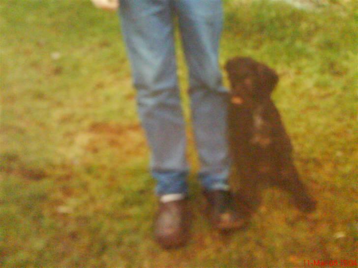 Ruhåret hønsehund mikki *DØD* - mikki læner sig op ad fars ben billede 6