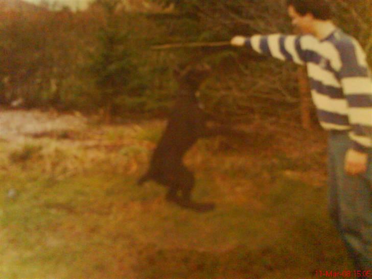 Ruhåret hønsehund mikki *DØD* - hop mikki billede 7