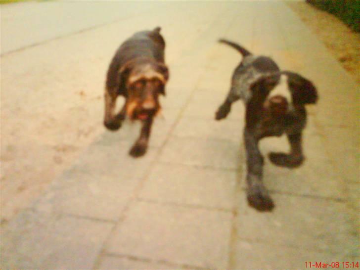 Ruhåret hønsehund mikki *DØD* - mikki óg tikka billede 8