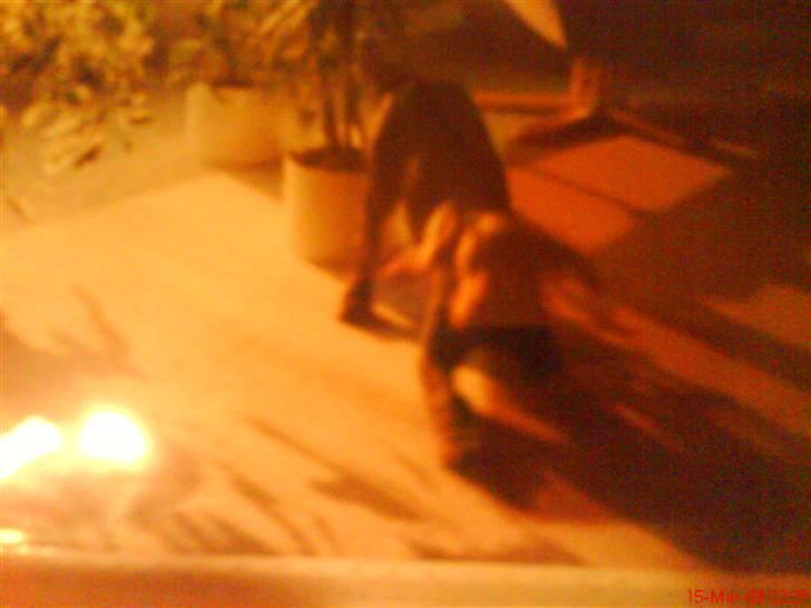 Ruhåret hønsehund mikki *DØD* - mikki og far igen gammelt billede billede 9