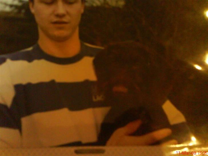 Ruhåret hønsehund mikki *DØD* - mikki og far gammelt billede billede 10