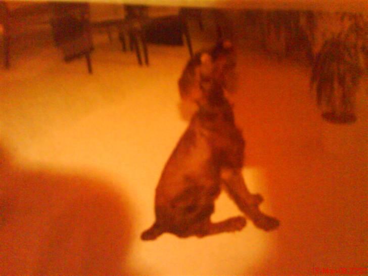 Ruhåret hønsehund mikki *DØD* - mikki<3 billede 11