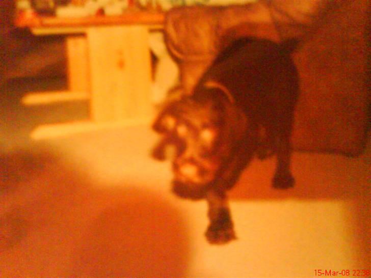 Ruhåret hønsehund mikki *DØD* - mikki <3 billede 12