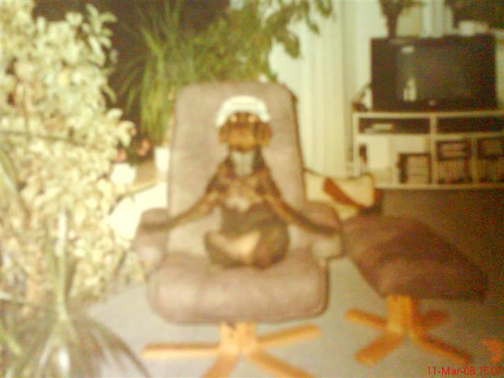 Ruhåret hønsehund mikki *DØD* - mikki for sig lige en smøg hehe billede 13