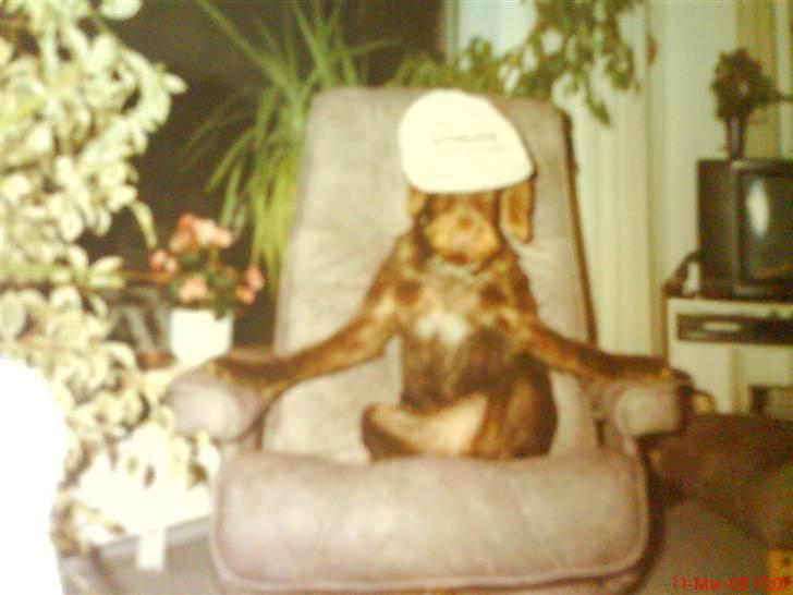 Ruhåret hønsehund mikki *DØD* - mikki med kasket billede 14