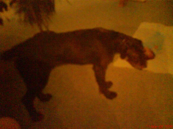 Ruhåret hønsehund mikki *DØD* - mikki er så sød billede 15