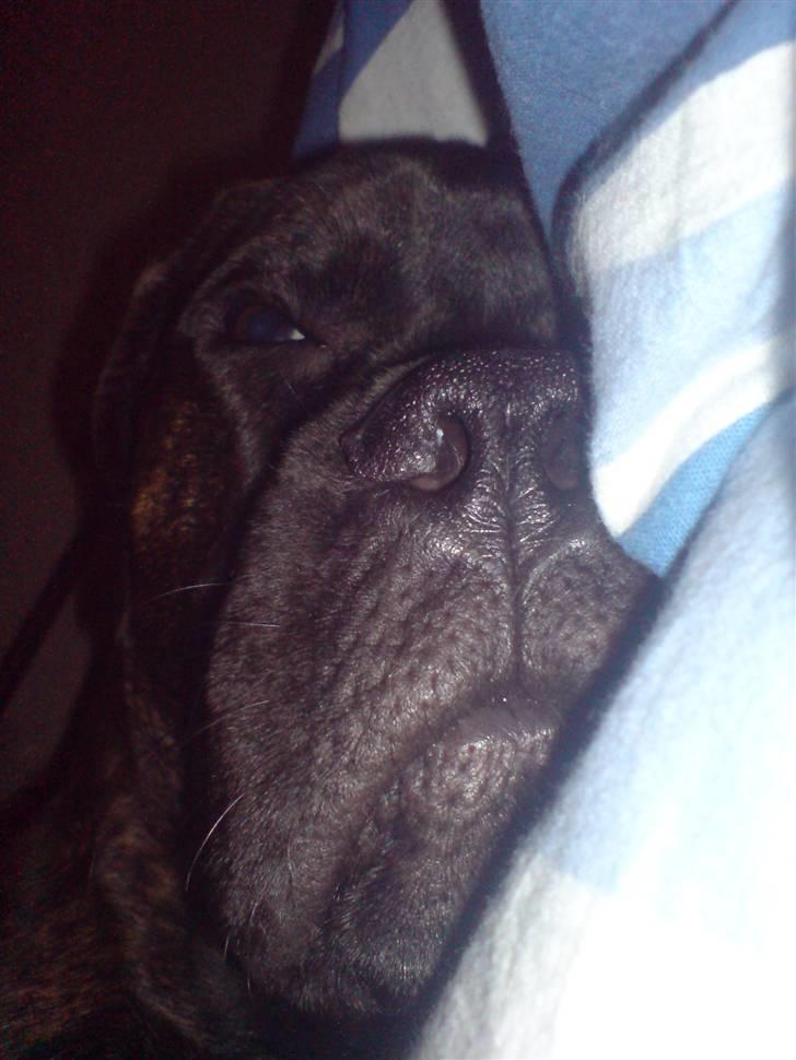 Bullmastiff Samson billede 5