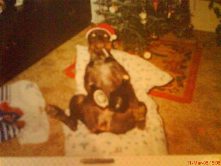 Ruhåret hønsehund mikki *DØD* - hehe hun blev bare lidt fuld (nej) billede 16