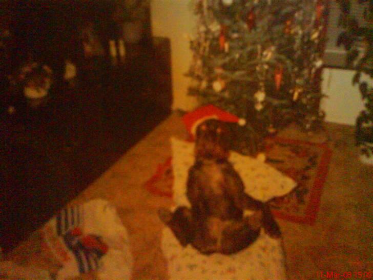 Ruhåret hønsehund mikki *DØD* - til jule aften heh billede 17