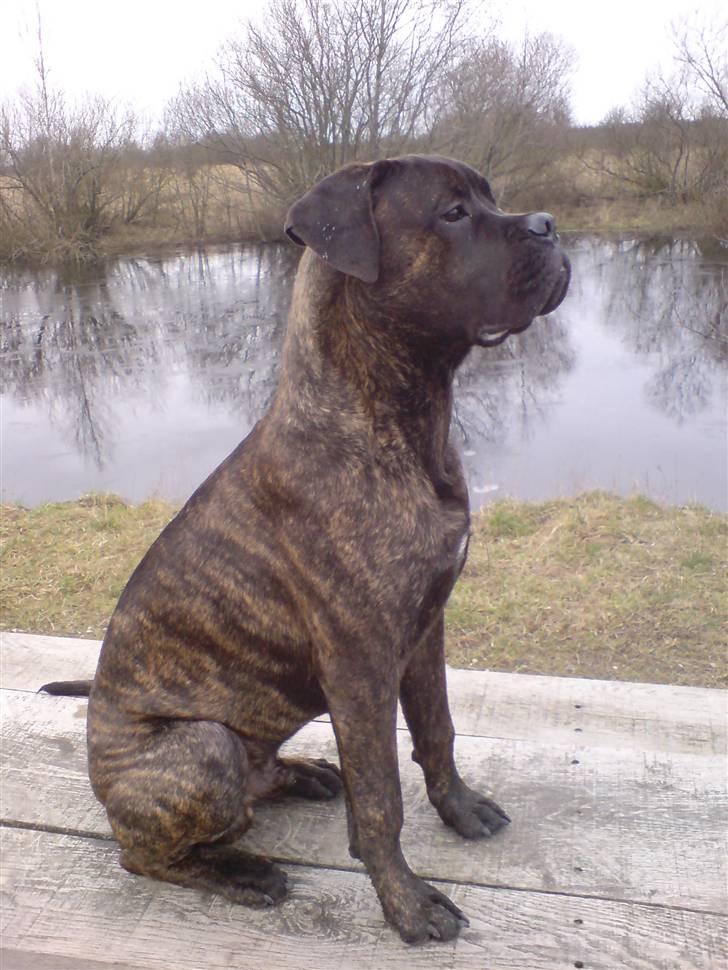 Bullmastiff Samson billede 6