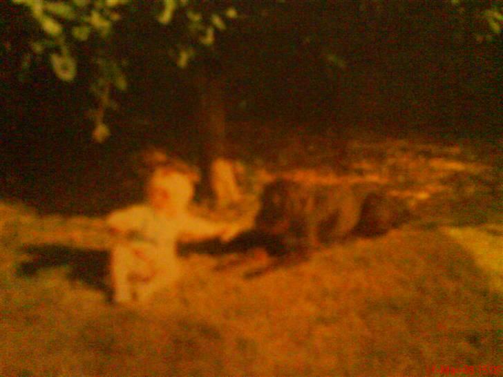 Ruhåret hønsehund mikki *DØD* - nårr billede 18