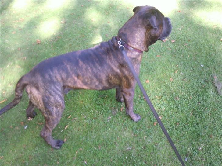 Bullmastiff Samson billede 7