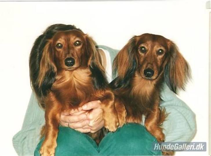 Gravhund Indy *død* R.I.P billede 18