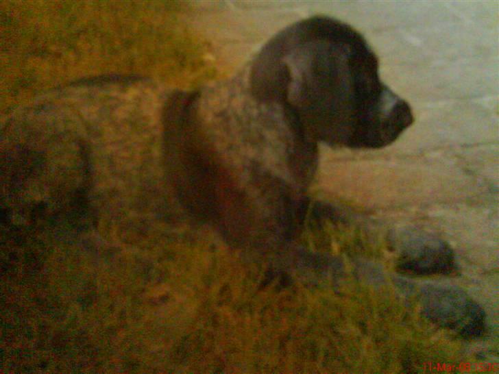 Ruhåret hønsehund tikka billede 17