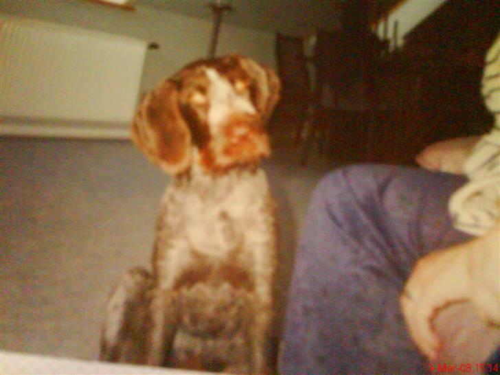 Ruhåret hønsehund tikka - miig som hvalp=D billede 18