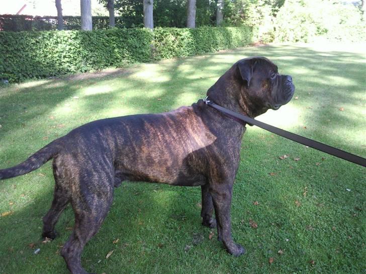 Bullmastiff Samson billede 8
