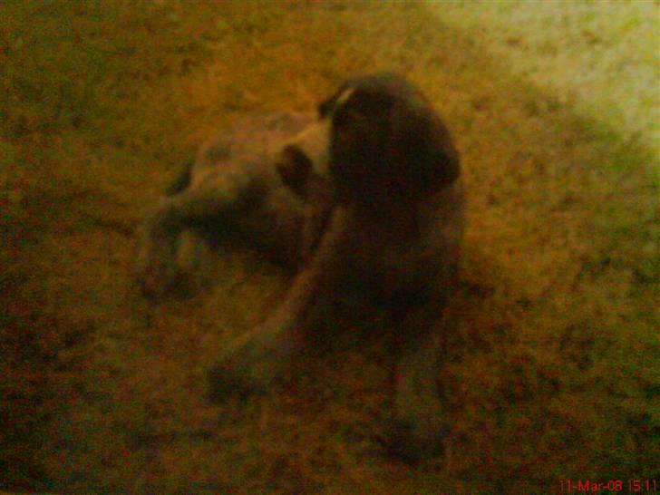 Ruhåret hønsehund tikka billede 19