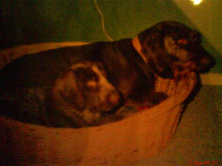 Ruhåret hønsehund tikka billede 20