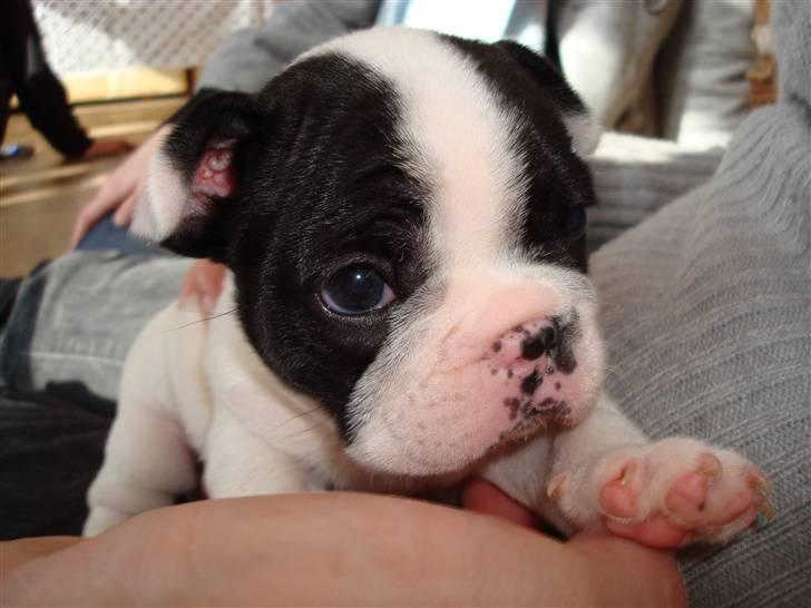 Fransk bulldog Ronja (Bellis) *død* - Er jeg ikke bare dejlig billede 1