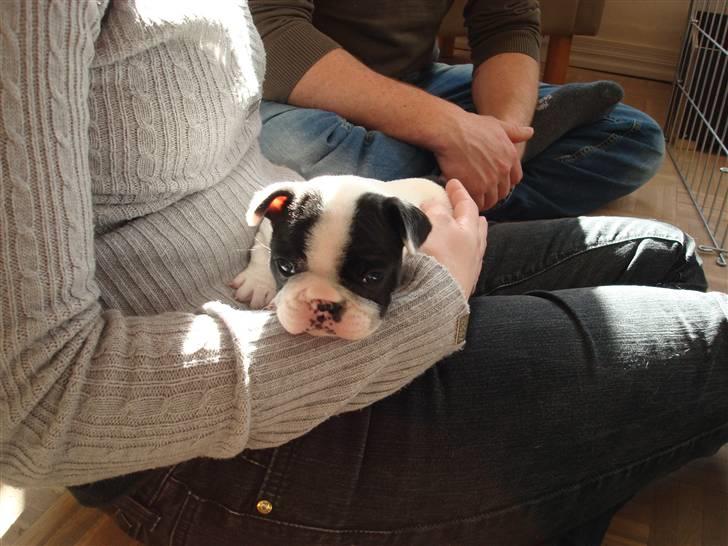 Fransk bulldog Ronja (Bellis) *død* - Sidder lige og putter billede 2