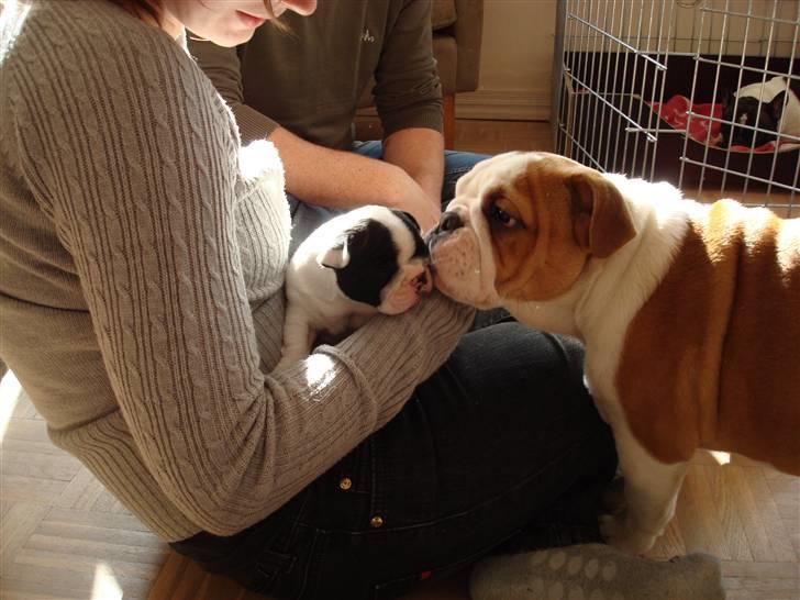 Fransk bulldog Ronja (Bellis) *død* - Her får Ronja et møs af Frida billede 3