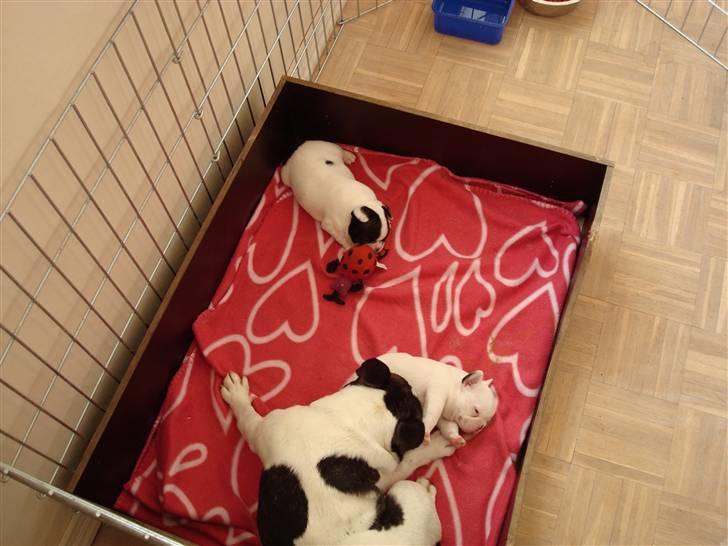 Fransk bulldog Ronja (Bellis) *død* billede 4