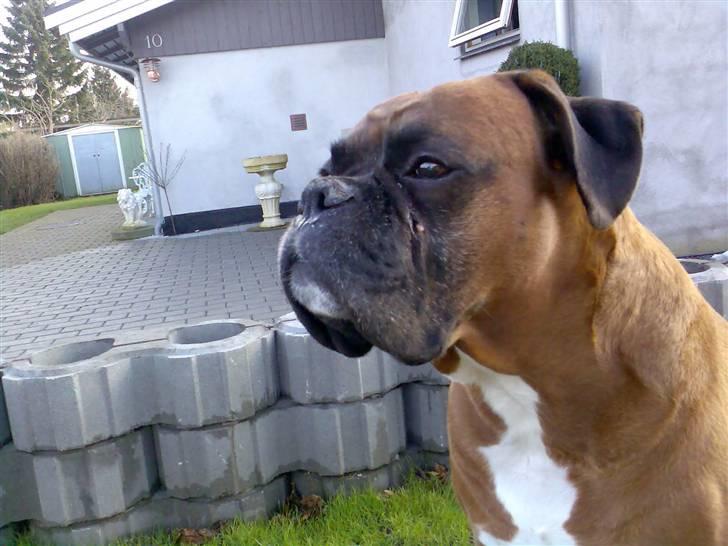 Boxer Bosse  savner dig :/ billede 16