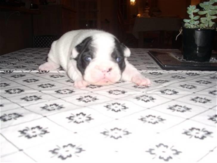 Fransk bulldog Ronja (Bellis) *død* - Ronja 2 uger gammel billede 5