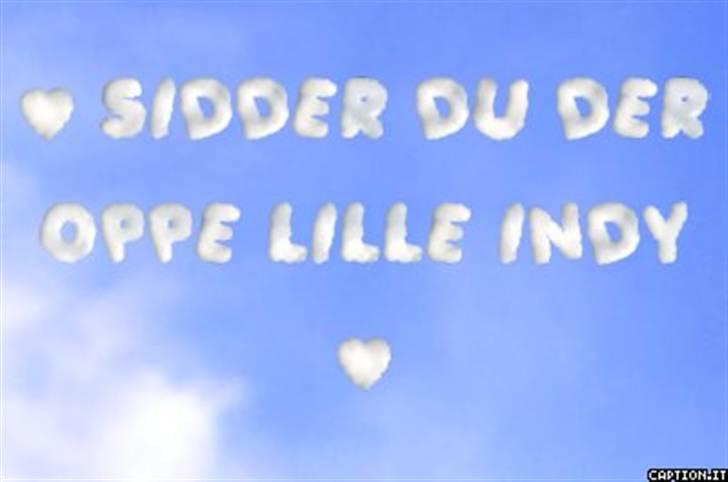 Gravhund Indy *død* R.I.P billede 19