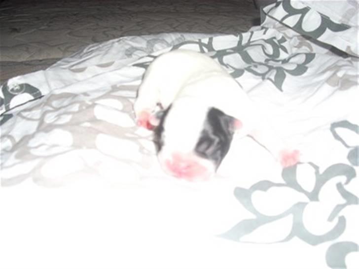 Fransk bulldog Ronja (Bellis) *død* - Ronja 1 uge gammel billede 6