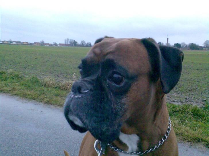 Boxer Bosse  savner dig :/ billede 18