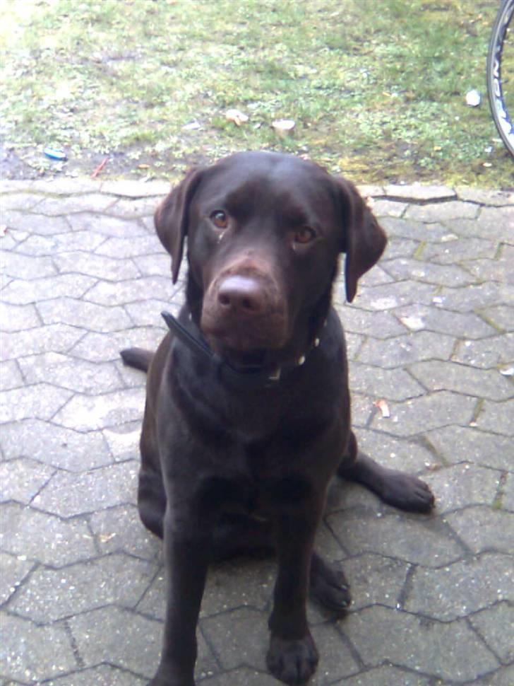 Labrador retriever Vanda billede 14