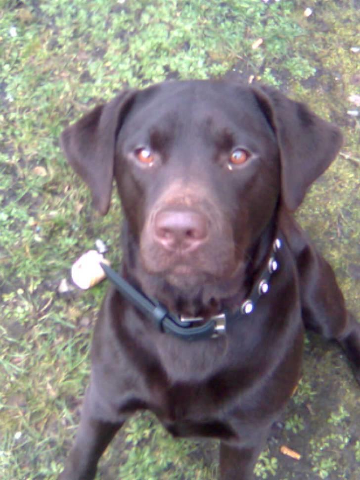 Labrador retriever Vanda billede 15