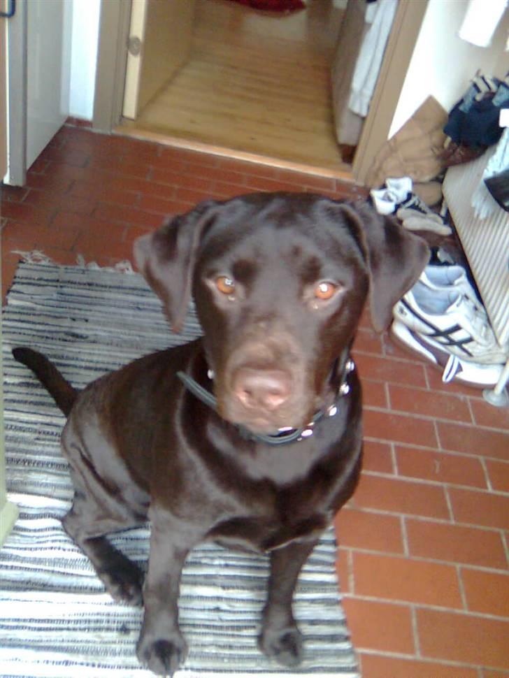 Labrador retriever Vanda billede 16