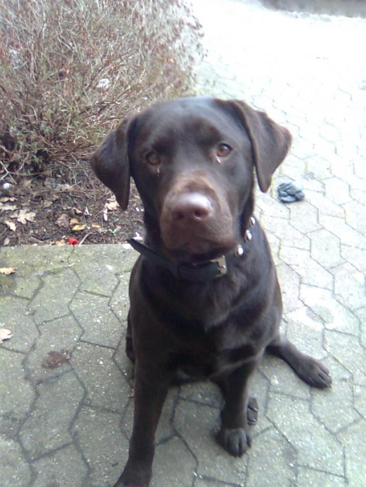 Labrador retriever Vanda billede 17