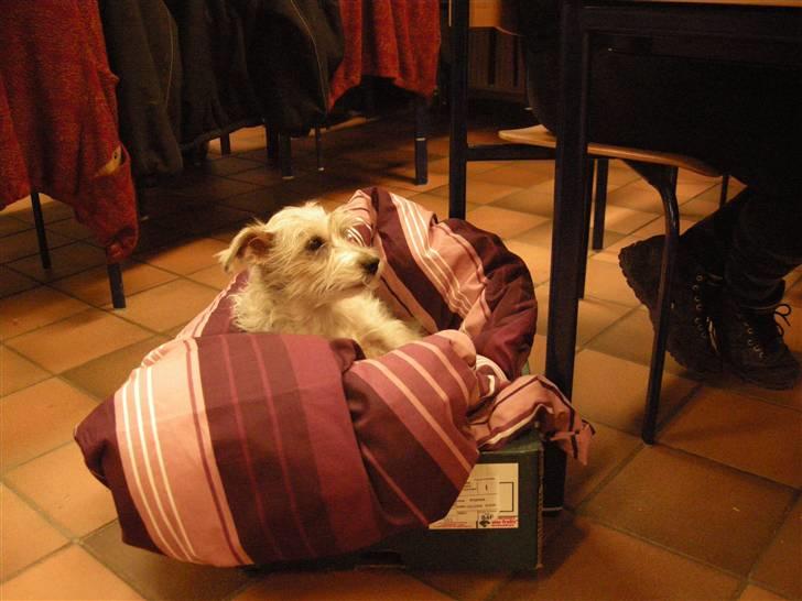 Jack russell terrier Rollo *R.I.P* billede 8