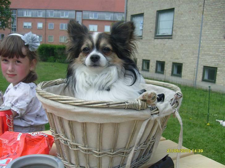 Chihuahua Chili "Rottweileren"RIP - Chili i kurv billede 28