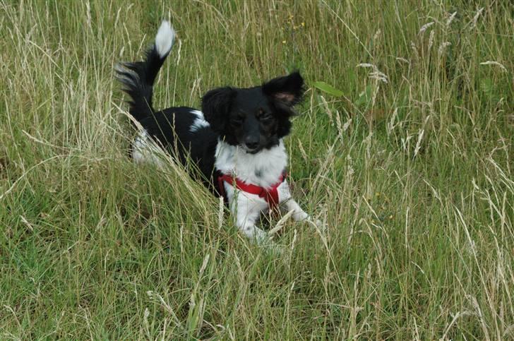 Blanding af racer Mathilde - Her er dejligt blødt... billede 12