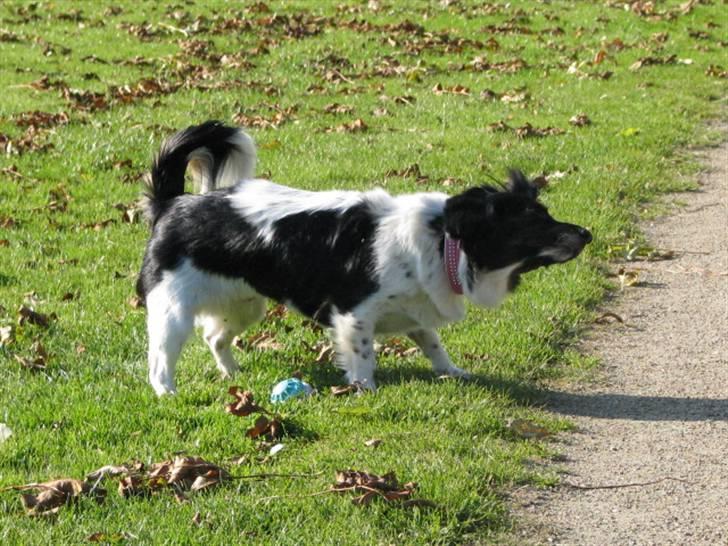 Blanding af racer Mathilde - hihi... billede 13