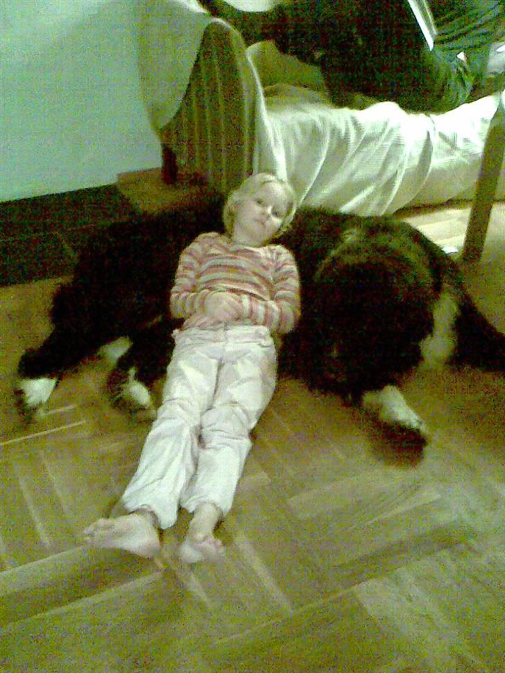 Newfoundlænder Frøken billede 11