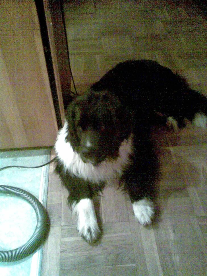 Newfoundlænder Frøken billede 12