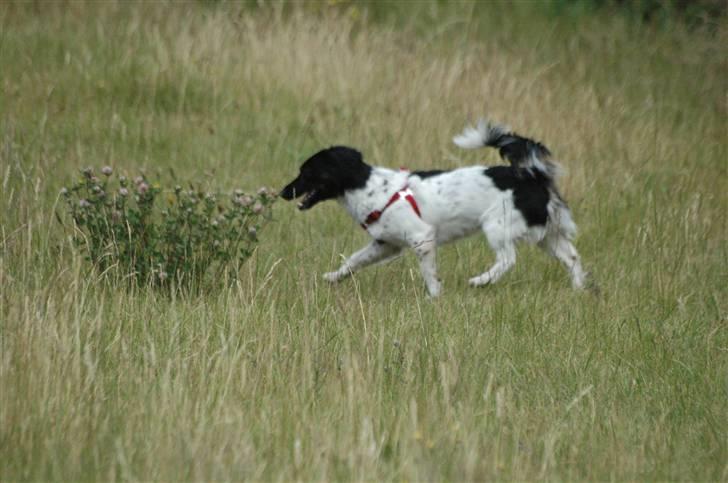 Blanding af racer Mathilde - Nøj den dufter godt... billede 14
