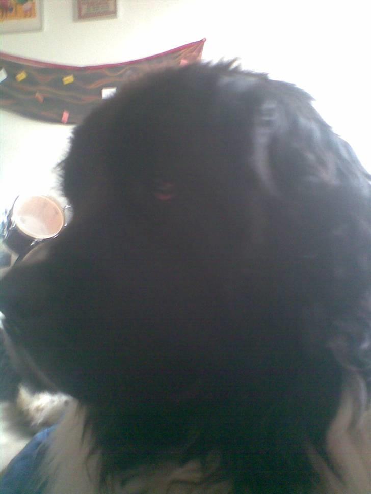 Newfoundlænder Frøken billede 13