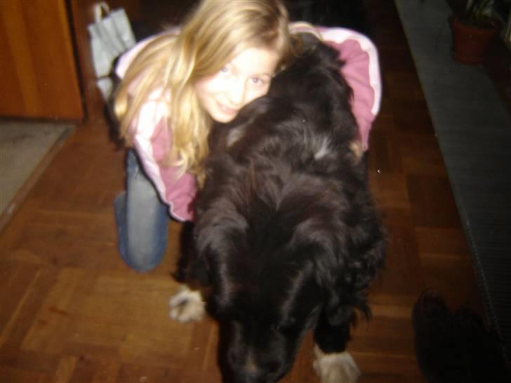 Newfoundlænder Frøken billede 14