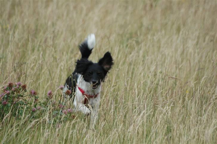 Blanding af racer Mathilde - Moar... billede 15