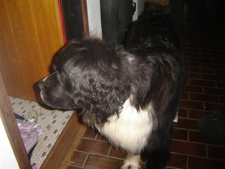 Newfoundlænder Frøken billede 15