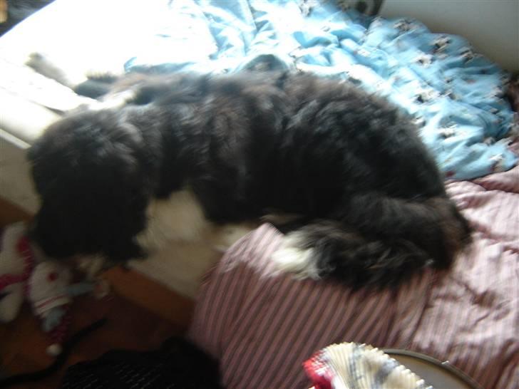 Newfoundlænder Frøken billede 16