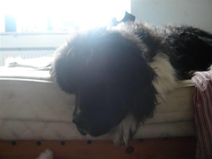 Newfoundlænder Frøken billede 17