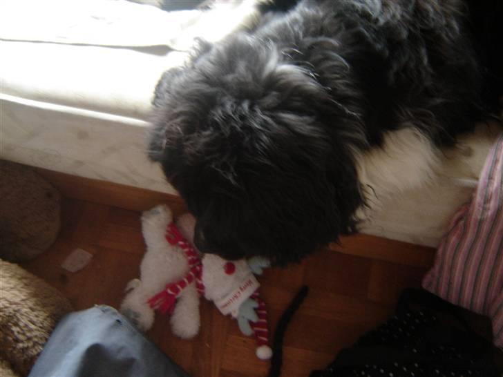 Newfoundlænder Frøken billede 18